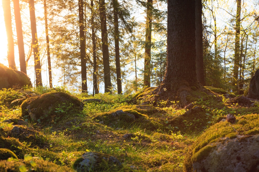 Kokkola Metsätyö