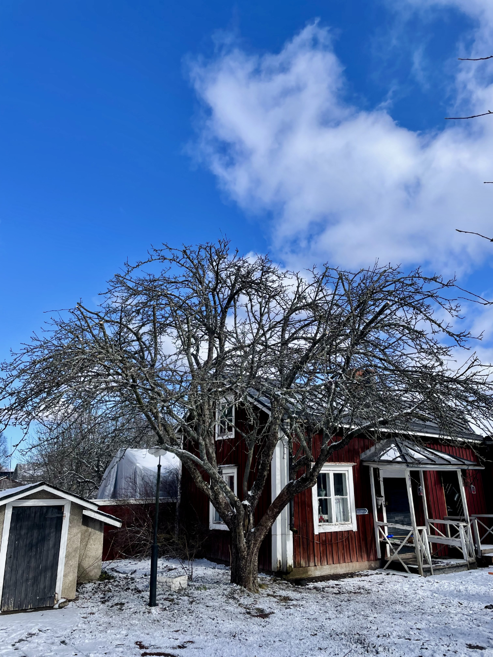 Omena Puun Leikkaus Kokkola